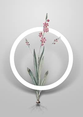 Ixia Scillaris Flower Art