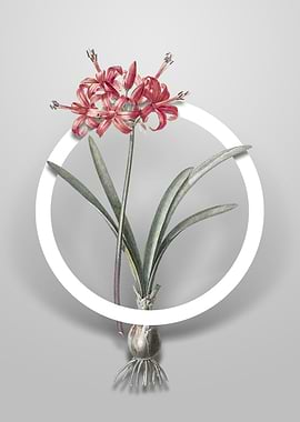 Guernsey Lily Flower Art