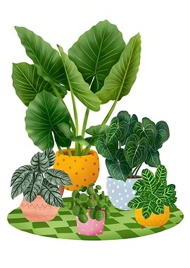 Colourful House Plants