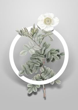 Macartney Rose Flower Art