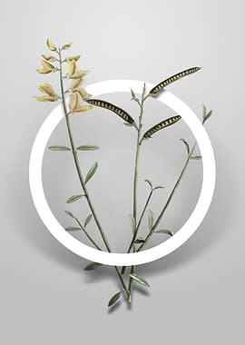 Spanish Broom Flower Art