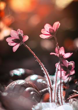 Pink Hepatica nobilis