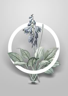 Vintage Daylily Flower Art