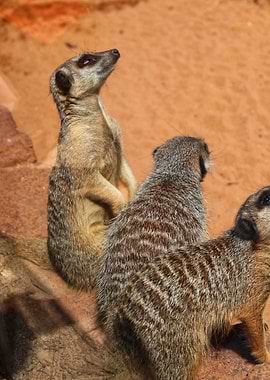 suricate