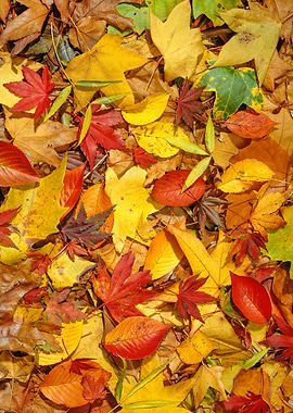 Autumn Fall Leaves