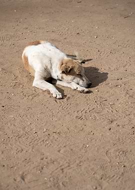 Relaxing in the Heat