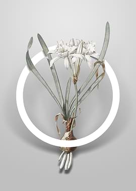 Sea Daffodil Flower Circle