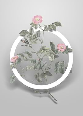 Sweetbriar Rose Flower Art