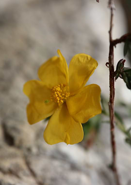 Fumana flowering close up