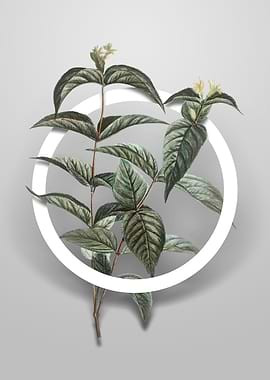 Northern Honeysuckle Art