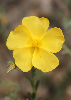 Yellow flower blossoming