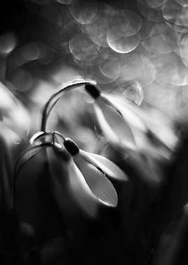 Spring Snowdrops,macro B&W