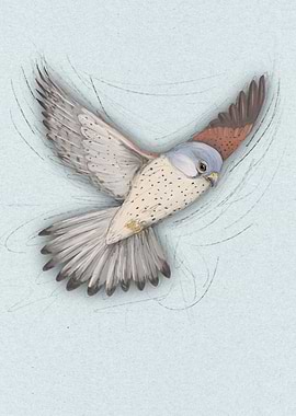 Flying kestrel digital