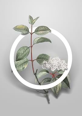 Vintage Black Haw Flower