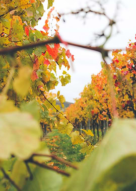 Autumn vineyards