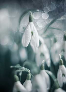 White snowdrops flowers