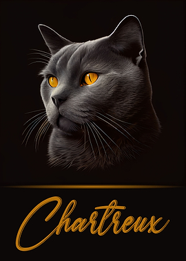Elegant Chartreux