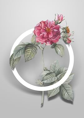 Pink Francfort Rose Flower