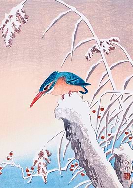 Kingfisher in the snow
