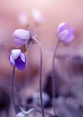 Spring purple flowers