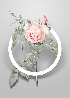 Fragrant Rosebush Flower