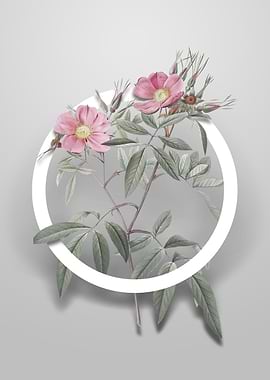 Pink Swamp Roses Flower