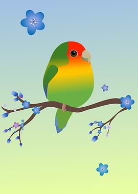 Peach faced lovebird