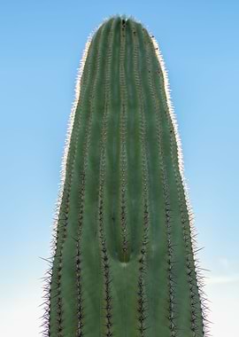 Saguaro