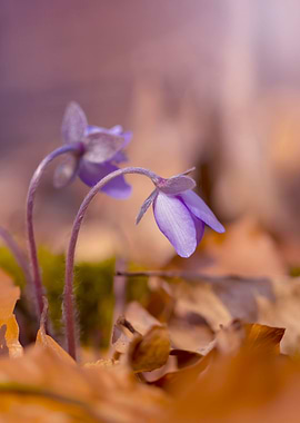 Spring purple flowers