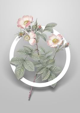 Short Styled Field Rose