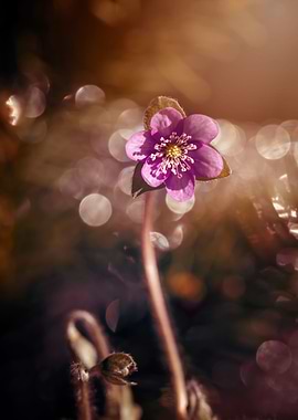 Purple Heaptica nobilis