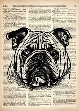 Bulldog line drawing