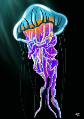 Jellyfish