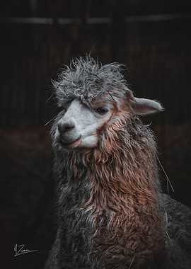 Alpaga