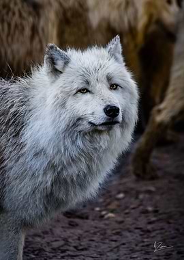loup arctique