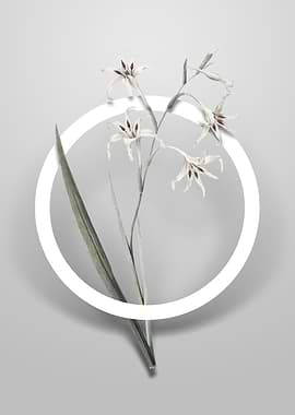 Gladiolus Cuspidatus Art