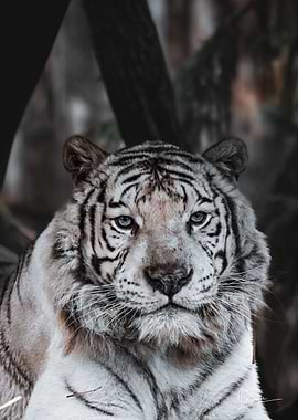 Tigre blanc