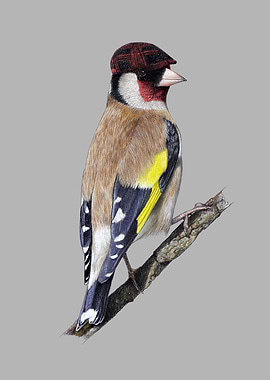 European goldfinch