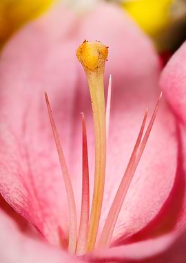 Photography of a lilium