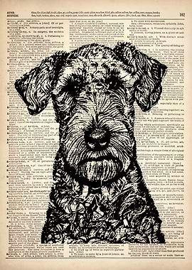 Cesky Terrier line drawing