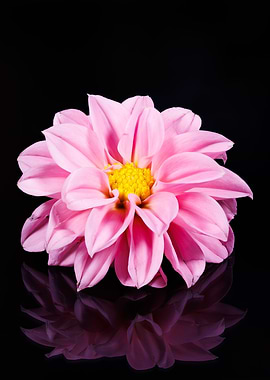 Photography of a Dahlia