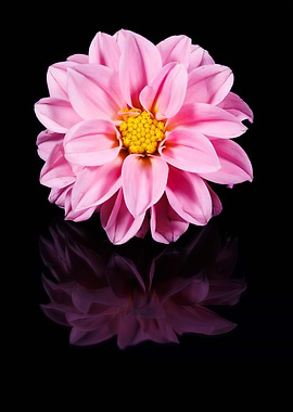 Photography of a Dahlia