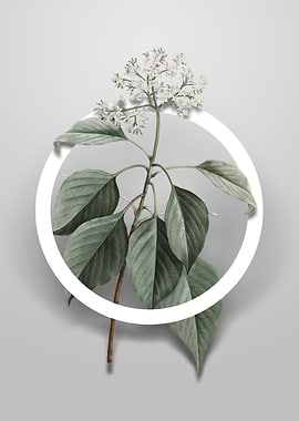 Pagoda Dogwood Flower Art