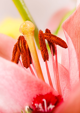 Photography of a lilium