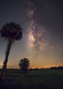 Milky Way And Palm Tree