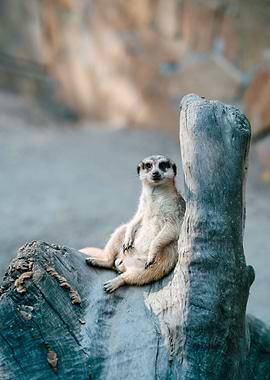 Meerkat