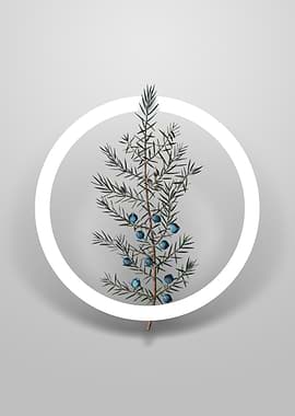 Common Juniper Flower Art