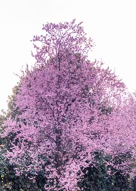 Pink almond tree blossoms