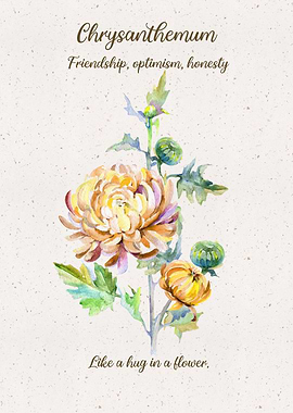 Chrysanthemum Flower