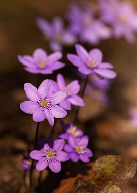 Spring purple flowers